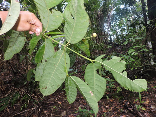 Image of Faramea occidentalis by (c) Fabrício Mil Homens Riella, some rights reserved (CC BY)