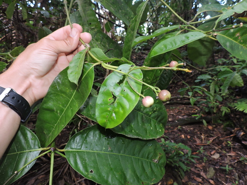 Image of Faramea occidentalis by (c) Fabrício Mil Homens Riella, some rights reserved (CC BY)