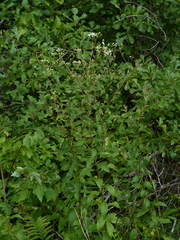 Doellingeria sericocarpoides
