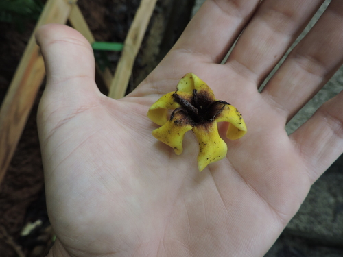 Image of Genipa americana by (c) Fabrício Mil Homens Riella, some rights reserved (CC BY)