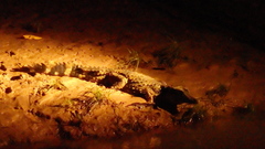 Paleosuchus trigonatus