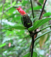 Costus laevis