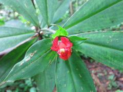 Costus laevis