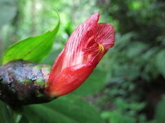 Costus laevis