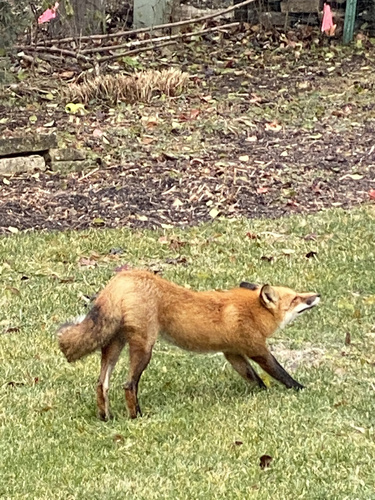 Red Fox photographed in Illinois
