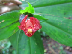 Costus laevis