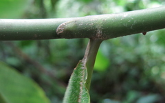 Costus laevis