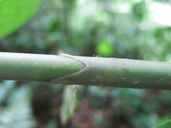 Costus laevis