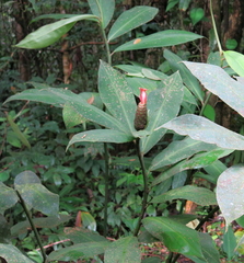 Costus laevis