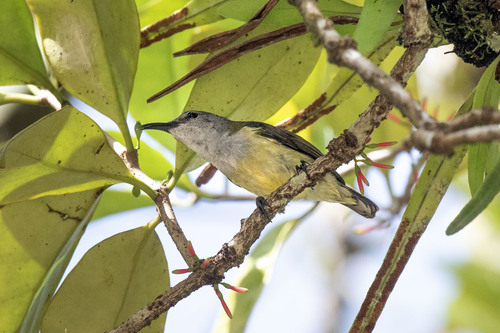 Black Sunbird (Leptocoma aspasia), photo 4