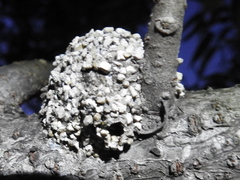 Dianthidium