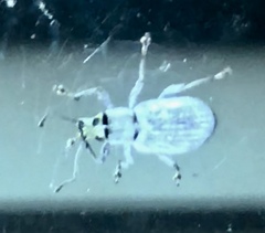 Cyphicerini