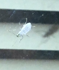 Cyphicerini