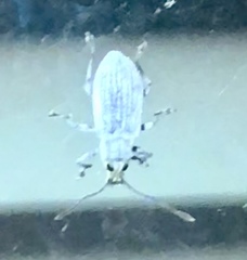 Cyphicerini