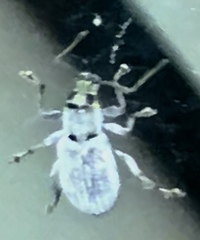 Cyphicerini