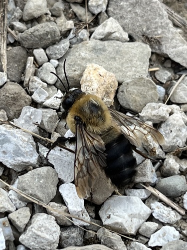 Brown-belted Bumble Bee