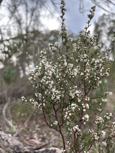 Cryptandra nutans observed 2023-05-21