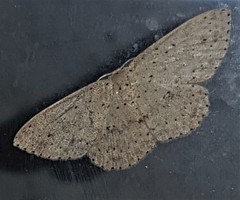 Cyclophora turneri