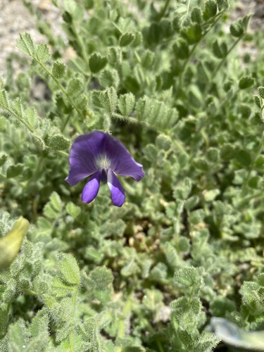 Cicer fedtschenkoi