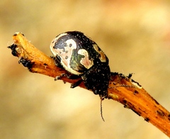 Calligrapha ancoralis