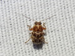 Pachybrachis turbidus