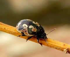 Calligrapha ancoralis