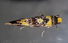 Monopis chrysogramma