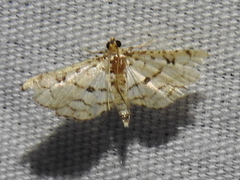 Hileithia rehamalis