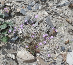 Gilia cana