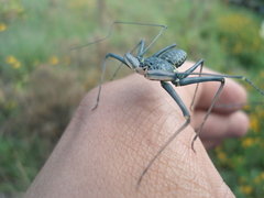 Phrynus garridoi