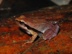 Steindachner's Dwarf Frog photo 1