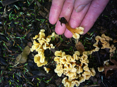 Spathulariopsis