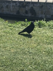 Corvus corone