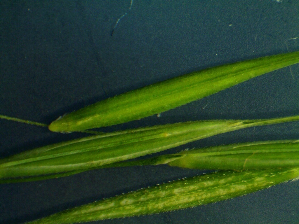 Northern Shorthusk