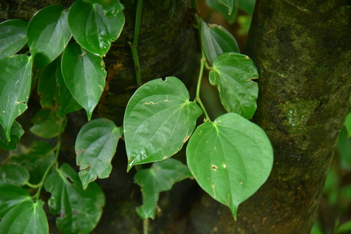Piper philippinum observed 2023-10-28