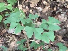 Ginkgo biloba