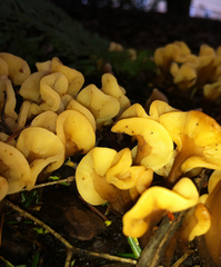 Spathulariopsis