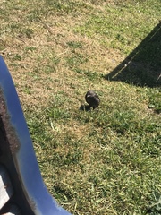Sturnus vulgaris