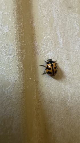 Small Transverse Ladybird Beetle