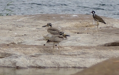 Esacus recurvirostris