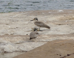 Esacus recurvirostris