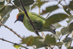 Chloropsis aurifrons