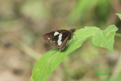Notocrypta
