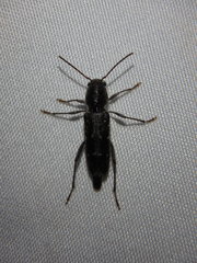 Xylotrechus sagittatus