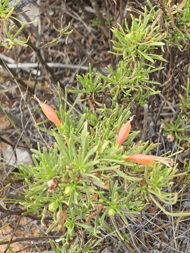 Image of Eremophila glabra by (c) Michael McBain, some rights reserved (CC BY)