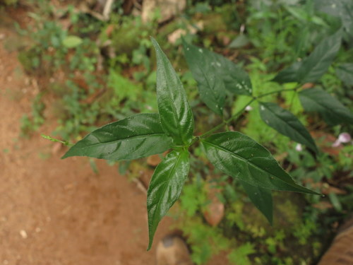 Image of Andrographis Atropurpurea (Andrographis atropurpurea) by no rights reserved