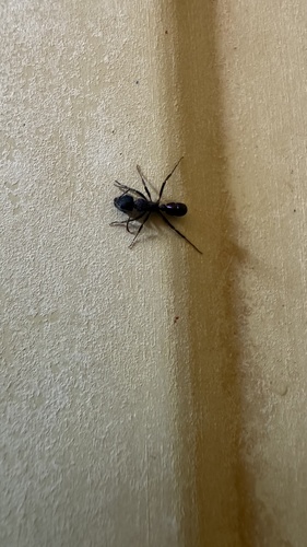 Green-head Ant