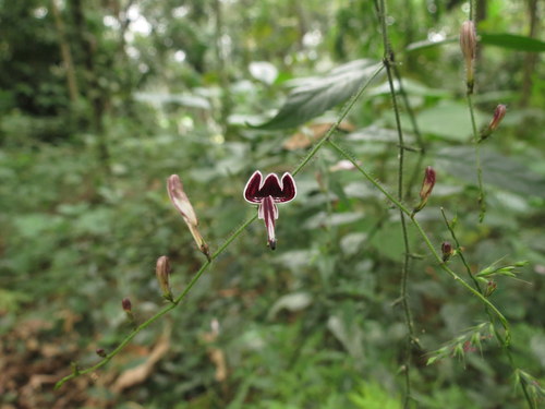 Image of Andrographis Atropurpurea (Andrographis atropurpurea) by no rights reserved