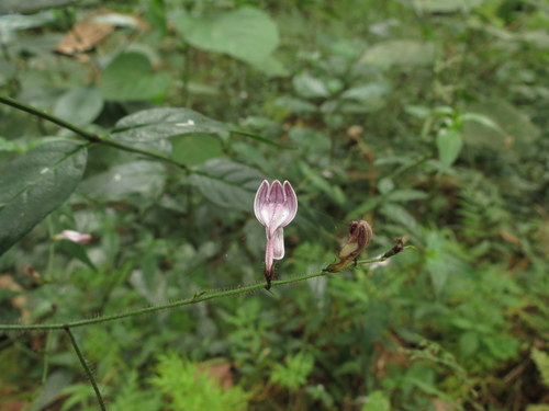 Image of Andrographis Atropurpurea (Andrographis atropurpurea) by no rights reserved