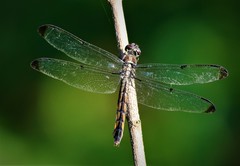 Libellula vibrans